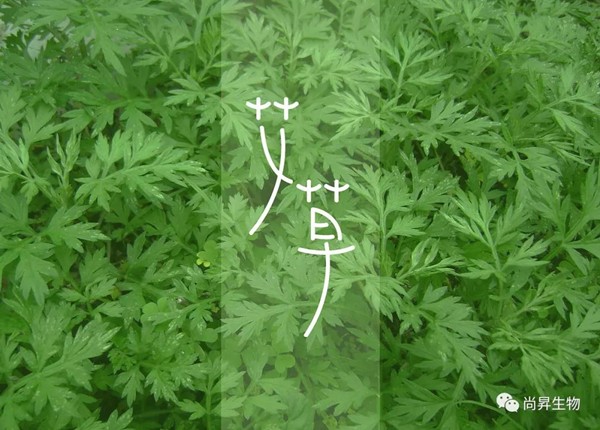 青青艾草，除濕珍寶